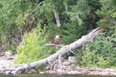 Aigle au Baskatong