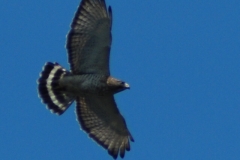 Aigle au Tawanipi
