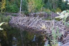 Barrage de castor
