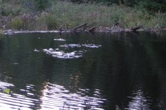 Barrage de castor