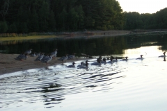 Canard-Baskatong