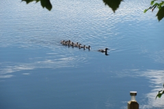 Canard