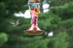 Colibri