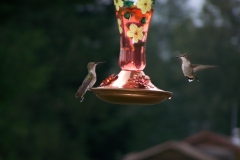 Colibris
