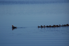Famille de canards