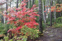 Feuilles d'automne