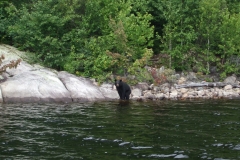 Ours au Baskatong