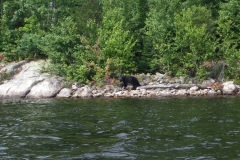 Ours au Baskatong