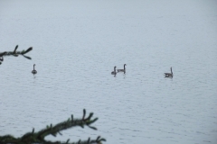 Outardes au Tawanipi