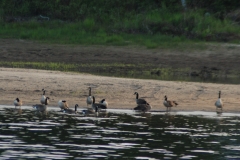Outardes au Tawanipi
