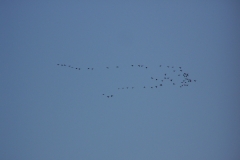 Outardes au Tawanipi