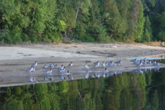 Plage-animaux Baie Philomène