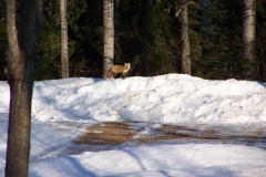 Renard au Tawanipi